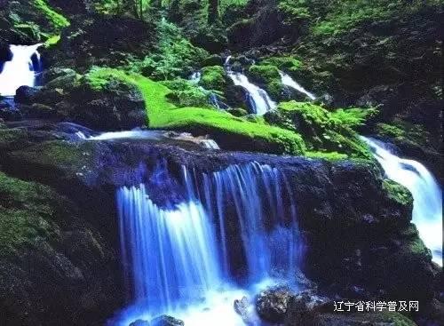 救援有趣的狮子